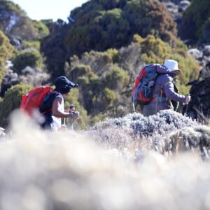 Kilimanjaro Lemosho Route 8 Days