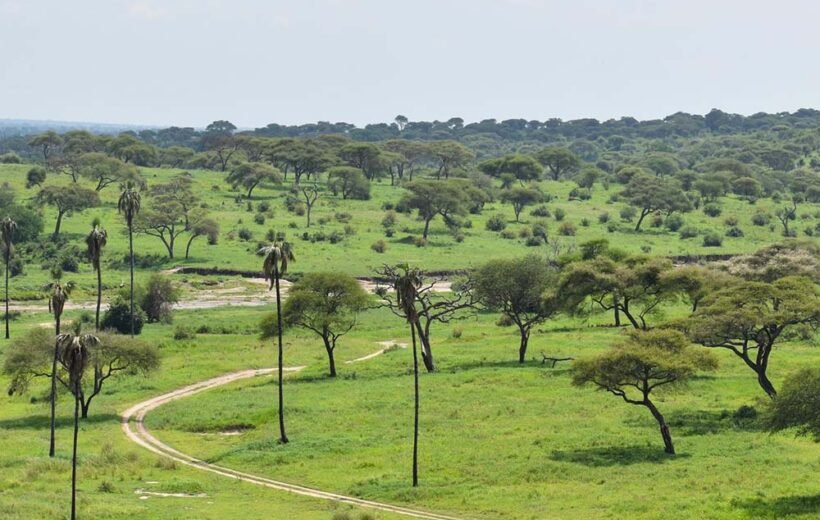 Tarangire National Park Day Tour