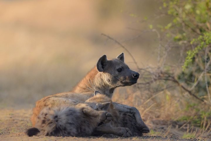 3-days-tanzania-safari-gallery-1