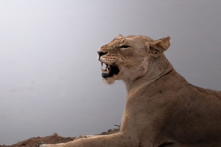 3-days-tanzania-safari-gallery-3
