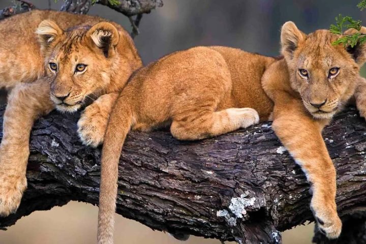3-days-tanzania-safari