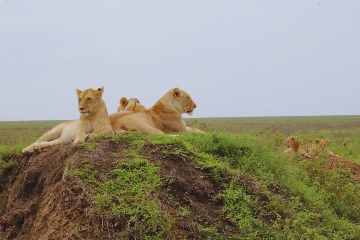 7 Days Tanzania Safari