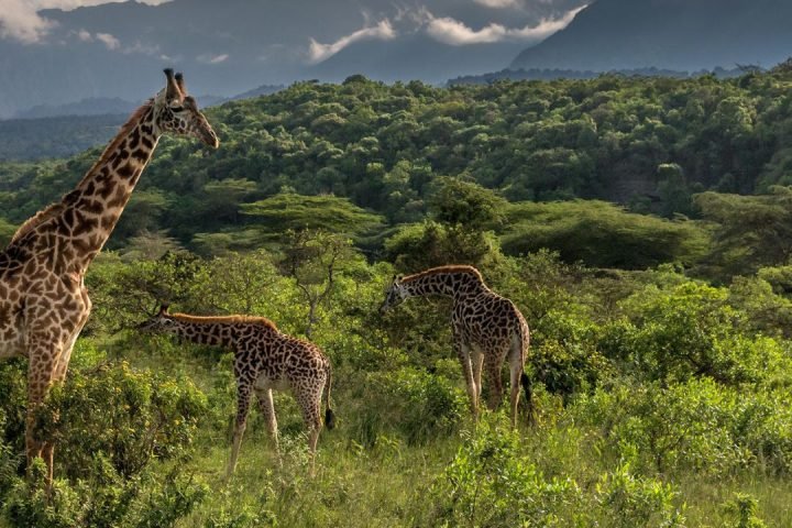 Animal (10)
