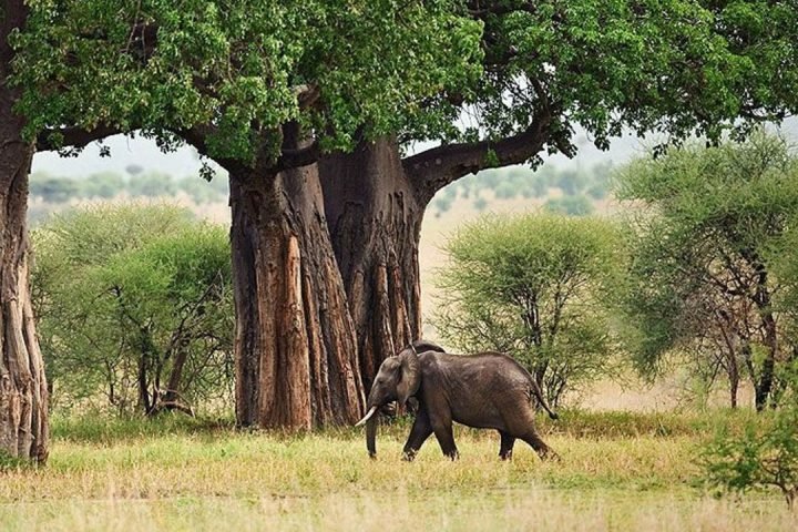 Animal
