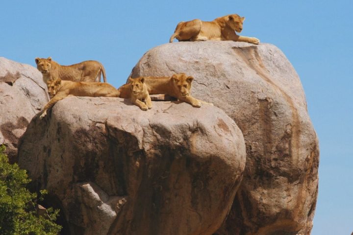 Kopjes (Rocky Outcrops