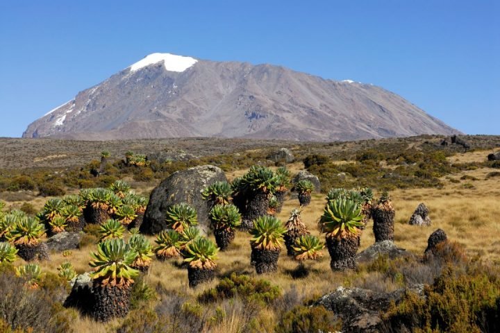 Kilimanjaro Mountain Habitats (1)