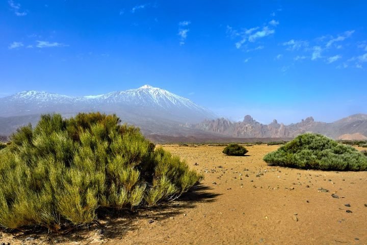 Kilimanjaro Mountain Habitats (3)
