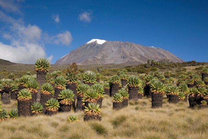Mt Kilimanjaro