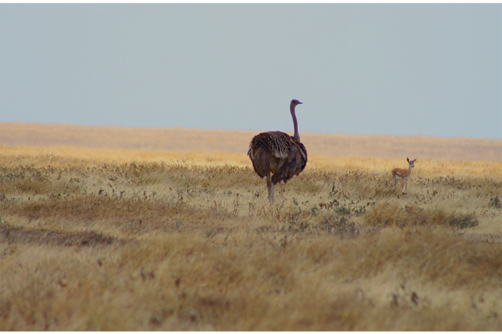 Safari, Serengeti, Ngorongoro