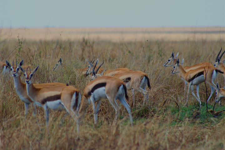 Tarangire National Park and Ngorongoro Crater
