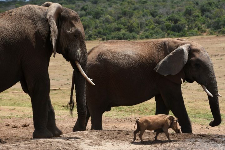 _Safari