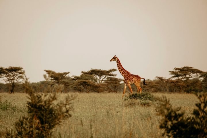 Serengeti-National-Park.jpg