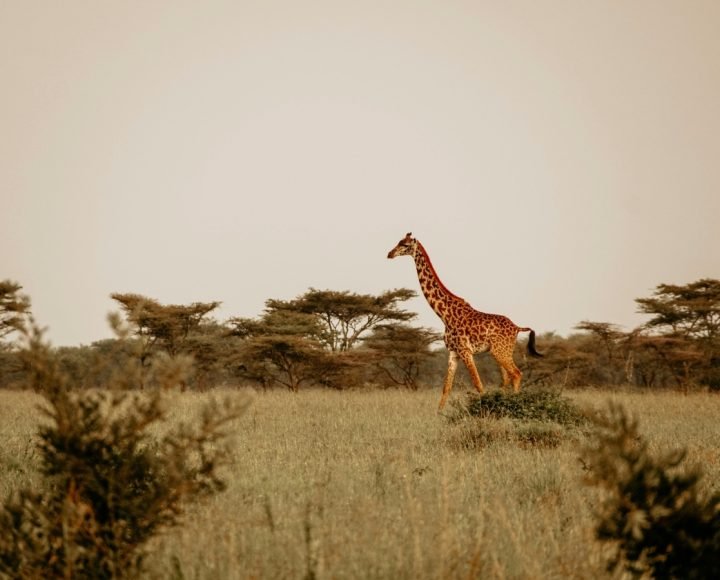 Serengeti-National-Park.jpg