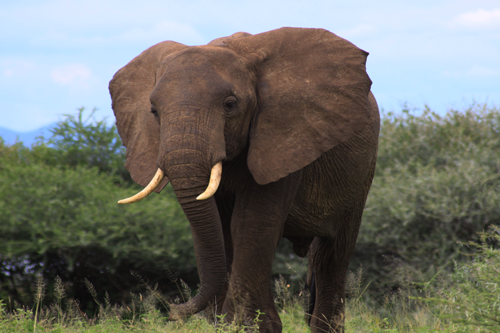 Tanzania Elephant