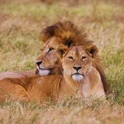 Tanzania Picture (13)