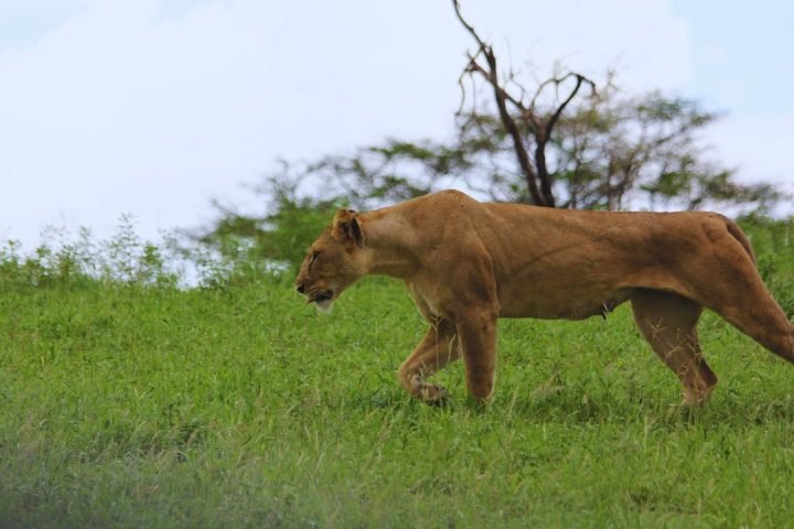 Tanzania Picture (25)