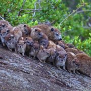 Tanzania Picture (32)