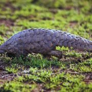 Tanzania Picture (33)