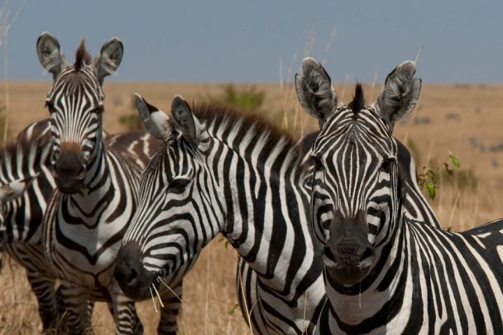 Tanzania safaris (1)