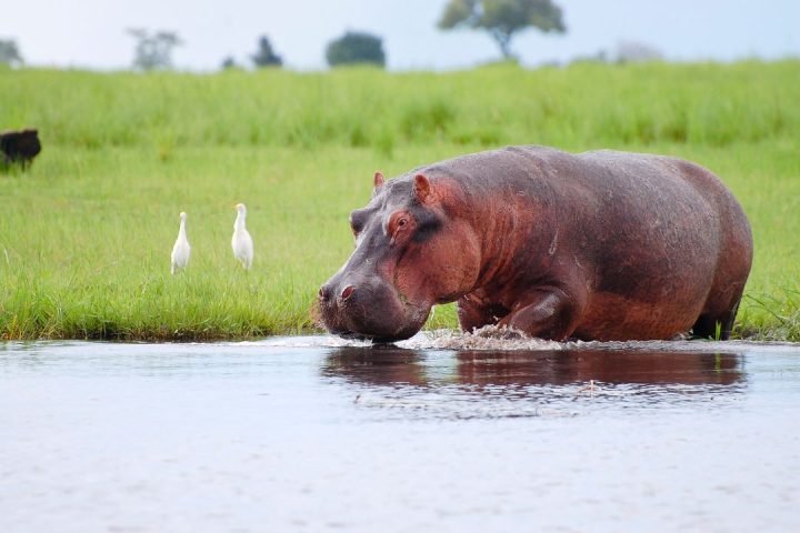 Wildanimals (19)
