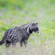 civets