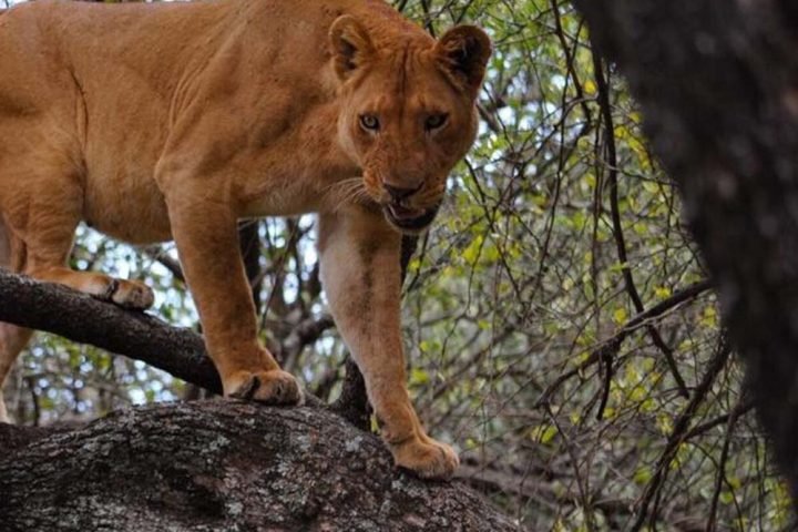 lake-manyara-destination-0