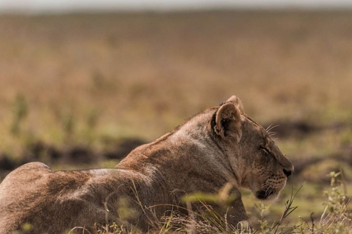 lion-in-african-safari
