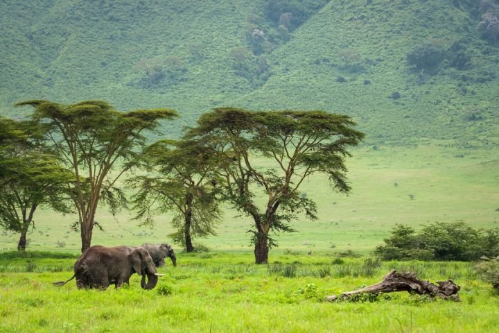 ngorongoro (3)