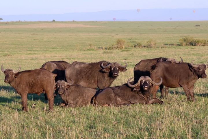 serengeti (5)
