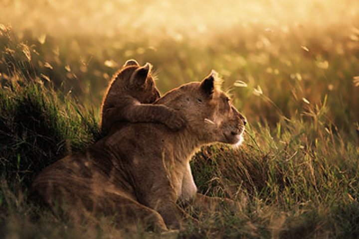 special-offer-safari.jpg