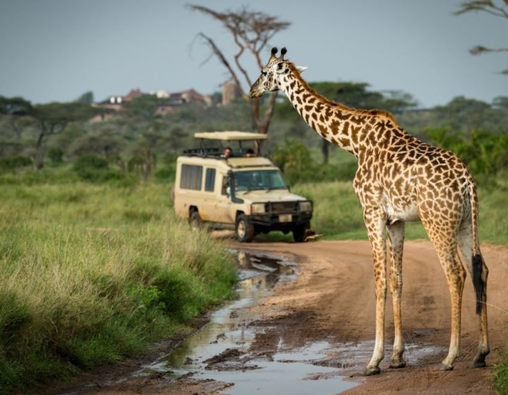 tanzania Tour Operator (1)
