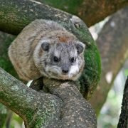 tree hyraxes