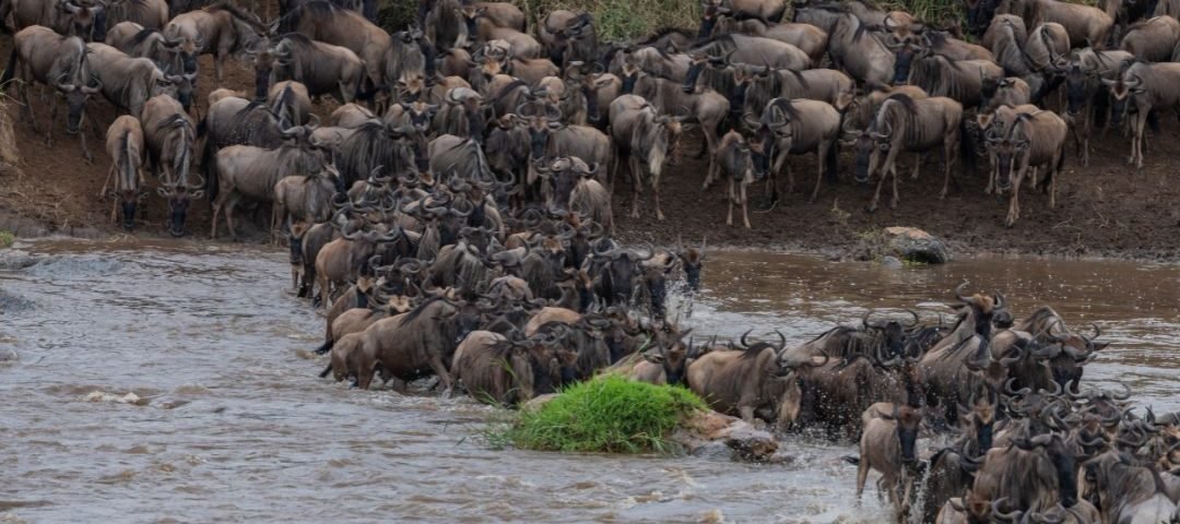 wildebeest Migration